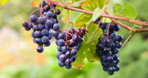 Weiße Weinrebe ‘Shuyler’ – aromatische Tafeltraube für Garten und Pergola