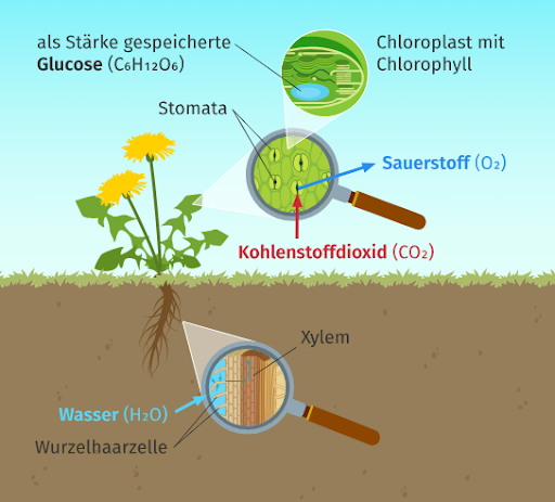 Flüssiges Chlorophyll: Biochemie der Zellatmung und totale Körperreinigung Flüssiges Chlorophyll: Biochemie der Zellatmung und totale Körperreinigung